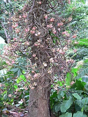091 Cairns Botanic Gardens
